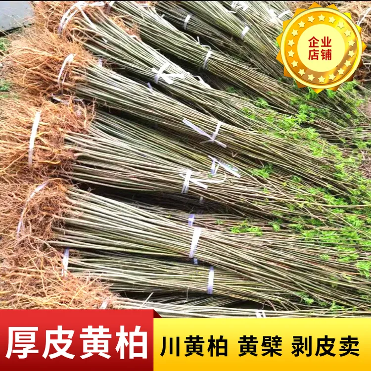 厚皮黄柏树苗川黄柏黄檗树苗剥皮卖造林绿化经济林苗南北方种植