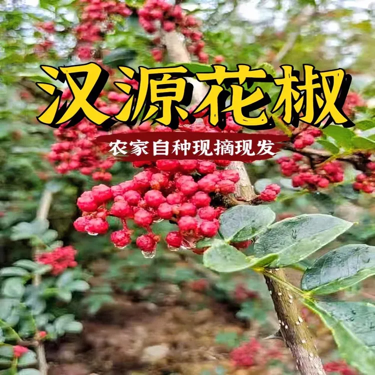 四川汉源2025年新鲜花椒贡椒清溪花椒湿花椒娃娃椒