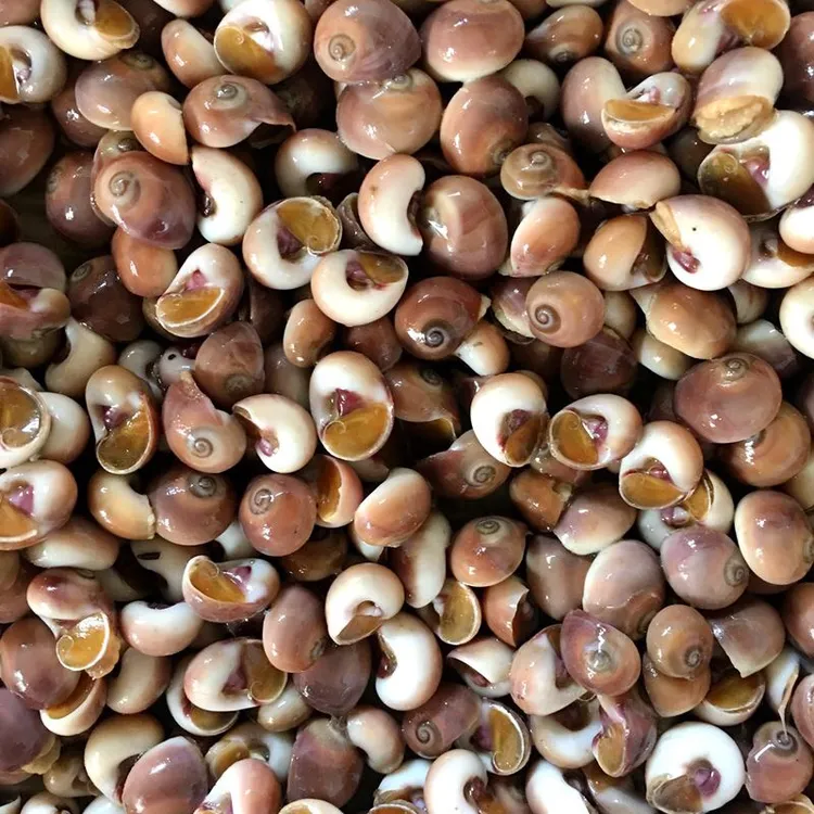 连云港 鲜活海捕小香螺3斤（一斤240粒左右）新鲜贝类海鲜