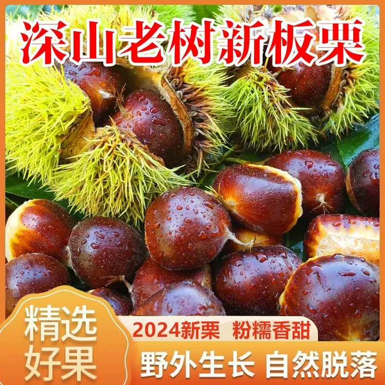 现货5斤云南新鲜古树生板栗2024年板栗现摘3113油板栗子3斤包邮