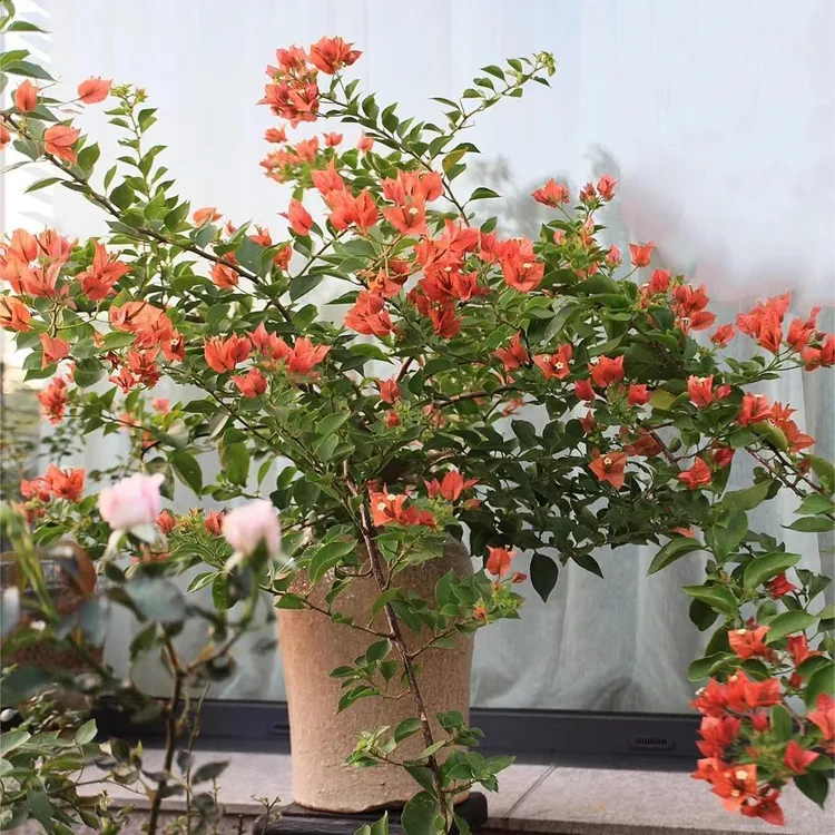 （佩德罗）品种三角梅四季勤花喜阳爬藤阳台庭院植物基地直发