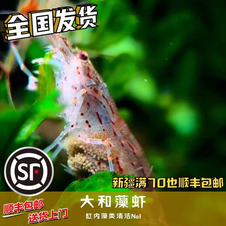 Boo小鱼 大和藻虾工具鱼虾除藻虾可混养南美缸草缸