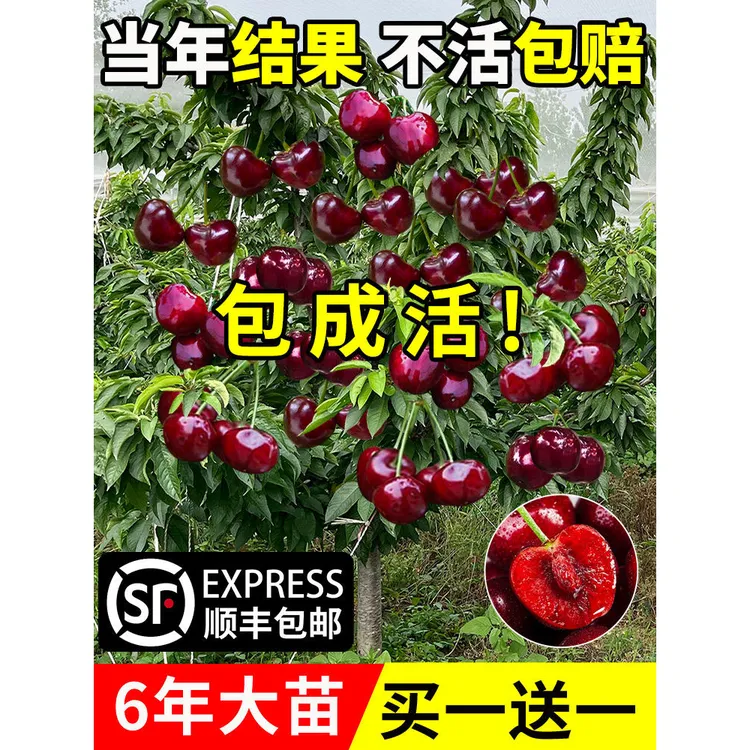 车厘子树苗樱桃树苖南北方种植特大樱桃果树苗矮化盆地栽当年结果