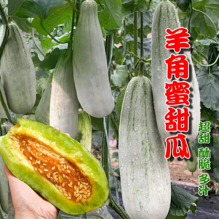 羊角脆甜瓜种子羊角蜜甜瓜种子香瓜苗密正品春季四季水果特大种子