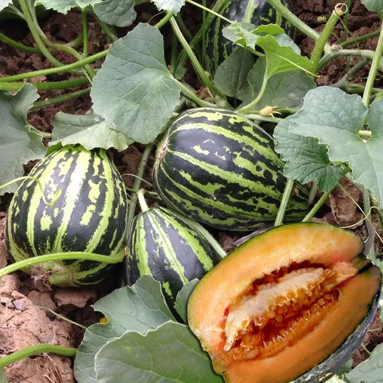 【冰糖子甜瓜种子】高产冰糖甜瓜种子花蜜特甜香瓜冰糖子阳台种子商品图