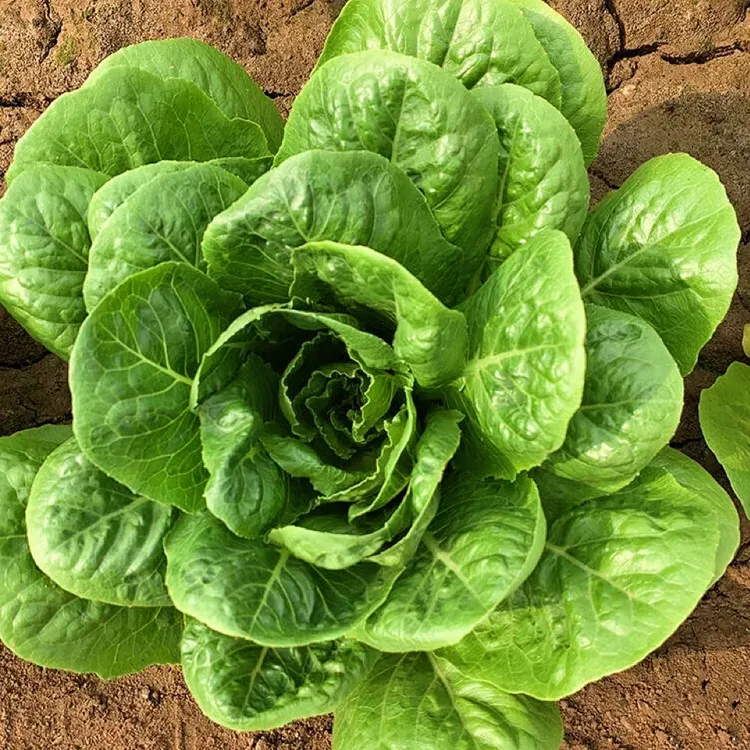【孔雀菜种子】生菜种子精品沙拉开屏菜春季四季盆栽阳台种植蔬菜