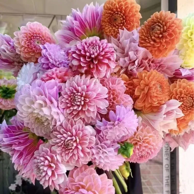 重瓣大丽花种子盆栽庭院鲜花种子四季种易活花苗大丽菊花花开花