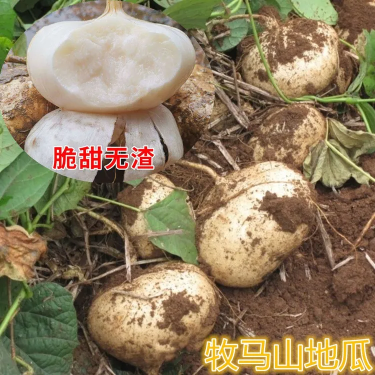 牧马山凉薯种子种籽孑水果地瓜特大白瓤香甜早熟苗秧种植沙葛土瓜
