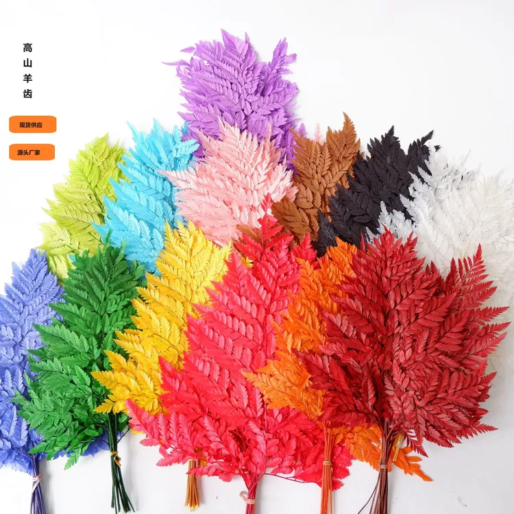 高山羊齿蕨叶永生花花束配花婚礼布置软装diy花材蓬莱松批发干花