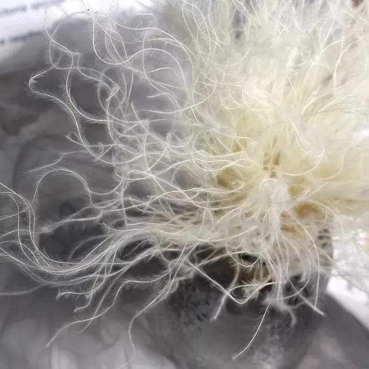 白色羽毛草仙女草进口梦幻干花批发真花花材装饰插花婚庆花束配花