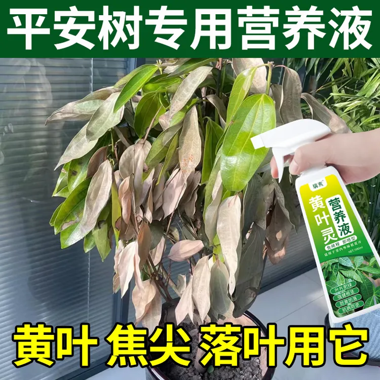 平安树专用肥料营养液盆栽叶子干枯发黄怎么养幸福树金钱树通用肥