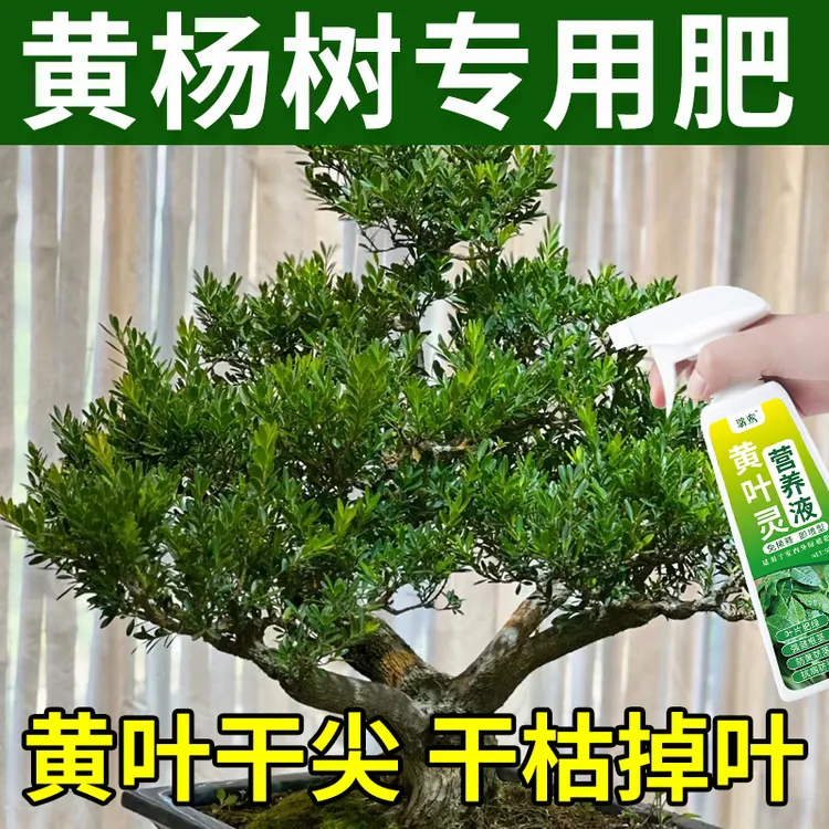 黄杨肥料专用肥黄杨树营养液防黄叶掉叶枯萎雀舌老桩盆栽盆景通用
