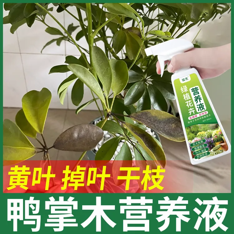 鸭掌木急救黄叶干枝叶斑掉叶严重招财树营养液鸭脚木促生长专用肥