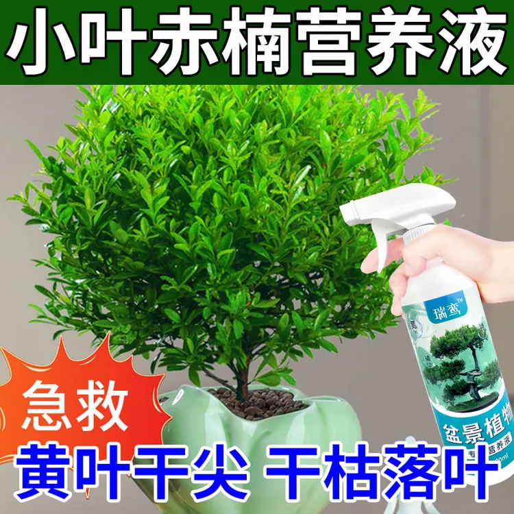 小叶赤楠营养液肥料专用肥防黄叶干尖落叶金丝楠木黄杨盆栽通用型