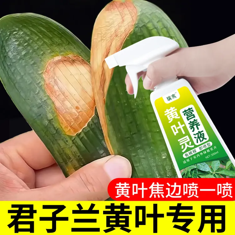 君子兰黄叶烂根专用肥营养液防黄叶病焦边干尖肥料家用盆栽植物