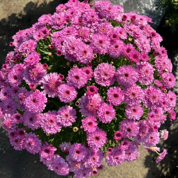 玛格丽特盆栽带花苞四季开花多年生花期长木茼蒿阳台庭院耐寒植物