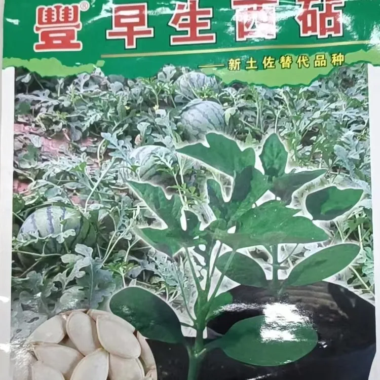 早生西砧南瓜砧木，天津科润所育种，原厂包装