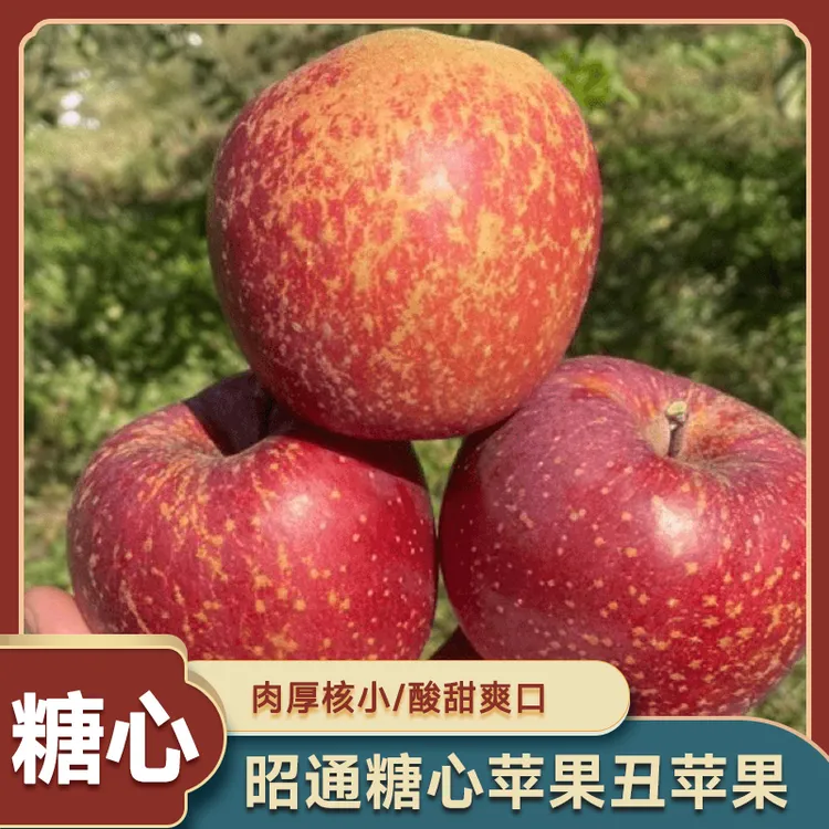 云南昭通脆甜正宗丑苹果新鲜采摘果味早期