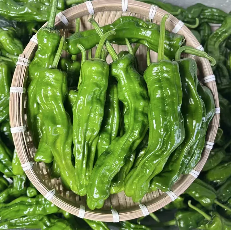 ［中通包邮］皮薄香辣小邹皮辣椒炒辣子鸡专用辣椒1斤3斤5斤