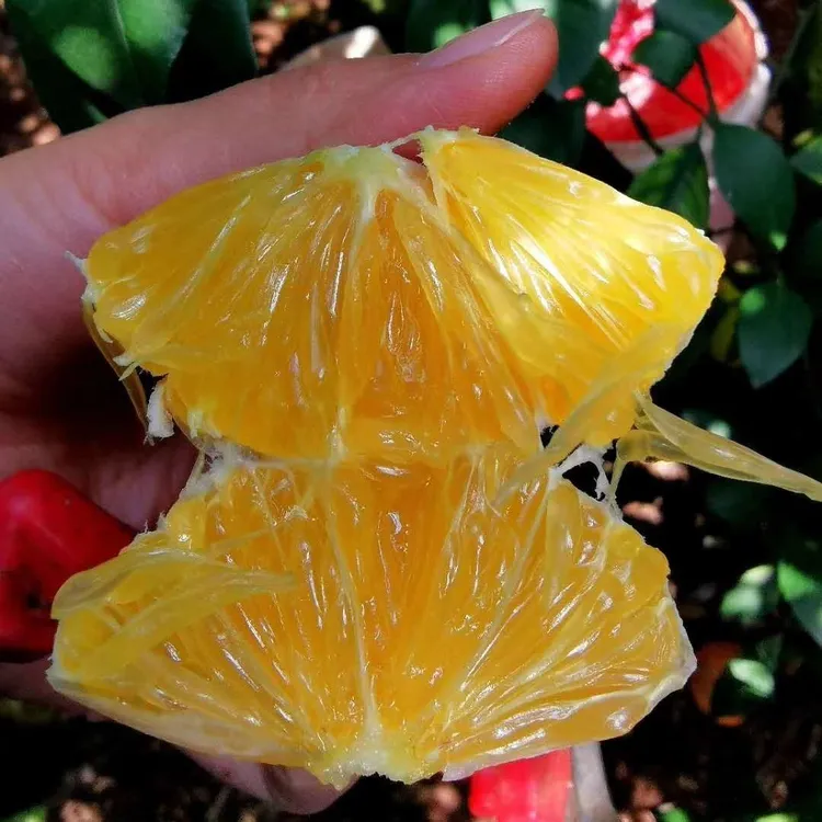 小冉家 云南玉溪新平哀牢山高原冰糖橙花斑果10斤包邮 香甜