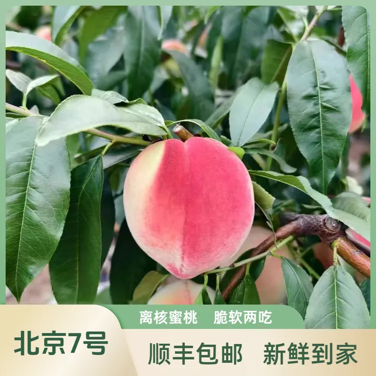 【秦安北京7号水蜜桃】甘肃省外拍 清晨采摘果农直发