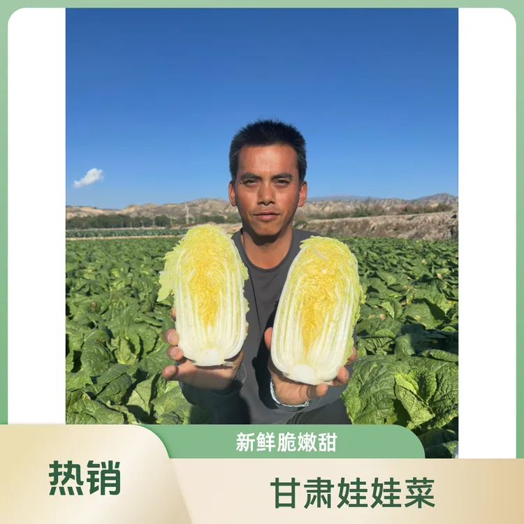甘肃定西临洮精品高原娃娃菜新鲜农家甜脆鲜嫩水嫩自种种植