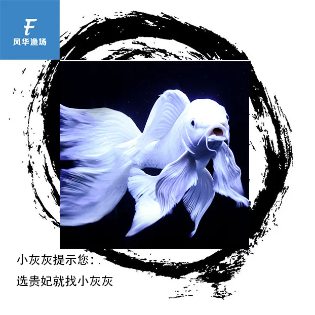 风华渔场蝴蝶鲤鱼万条蝴蝶大挑战养鱼饲养活体观赏鱼