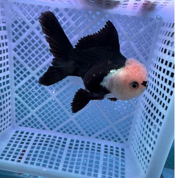 进口玛丽(拍前与主播沟通好，仅包活到家，售出概不退换)