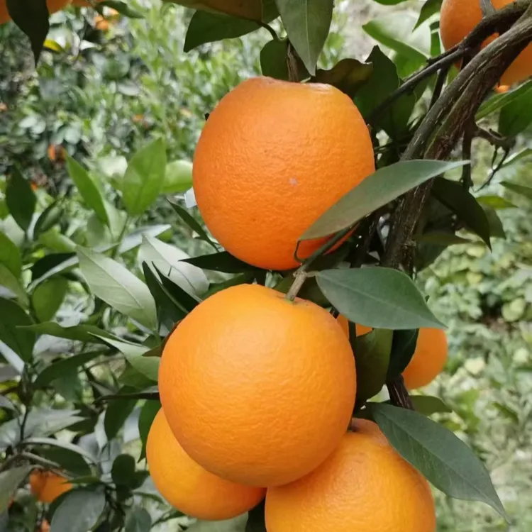 自家有机纽荷尔橙子特大果（没有明信片哈）