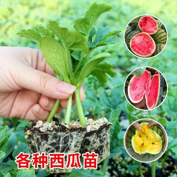 西瓜苗嫁接8424特甜麒麟超甜无籽美都西瓜秧苗盆栽地载种植西瓜苗