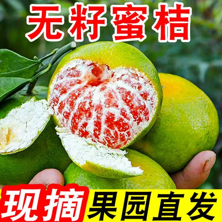 云南无籽蜜橘青皮橘子新鲜应季水果孕妇现摘酸甜多汁产地直发