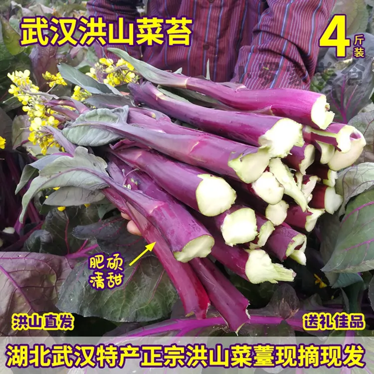 正宗洪山菜薹4斤装紫菜苔大股子洪山现摘现发保冷武汉特产红菜苔