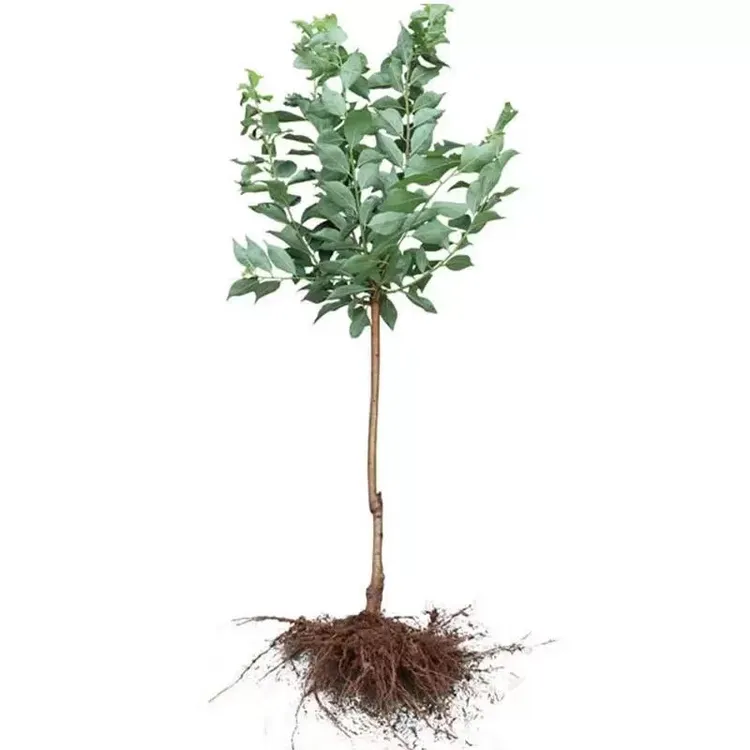 A02大荔盆栽地栽保湿种苗抗冻耐寒种苗