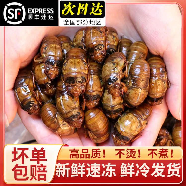 【顺丰包邮】2024新鲜知了爬叉猴活体速冻金蝉炸结了龟营养美味