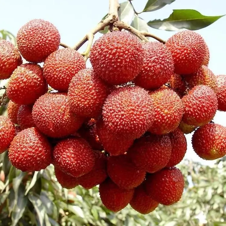 【正宗荔枝树苗】盆栽地栽阳台庭院种植无核荔枝苗果树苗