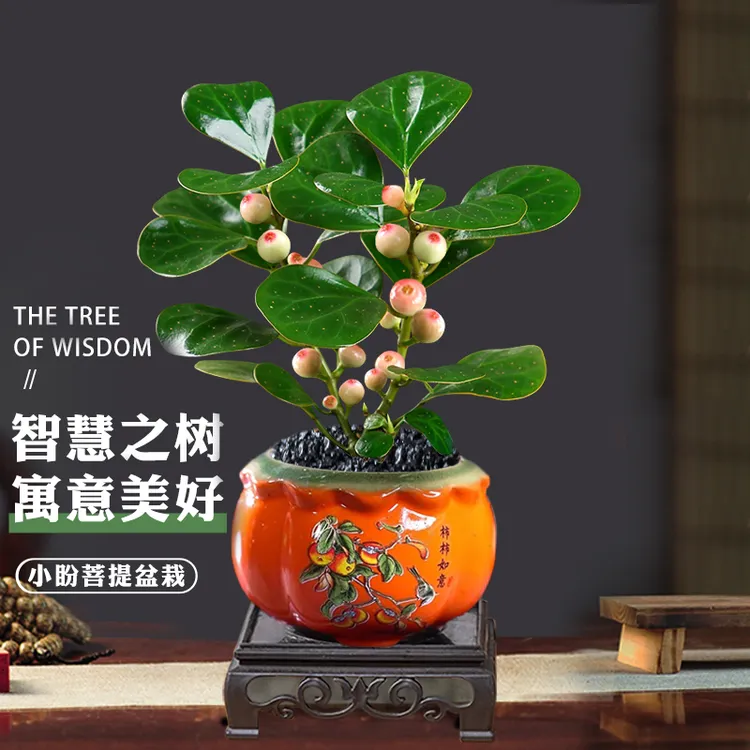【小盼菩提柿柿如意】陶瓷盆室内挂果绿植盆栽造型款植物盆景办公室