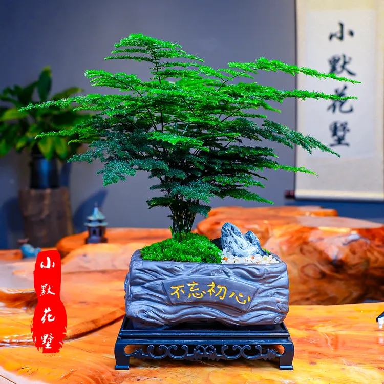 文竹造景盆栽绿植茶台室内客厅桌面盆景四季常青盆景中式茶桌摆件