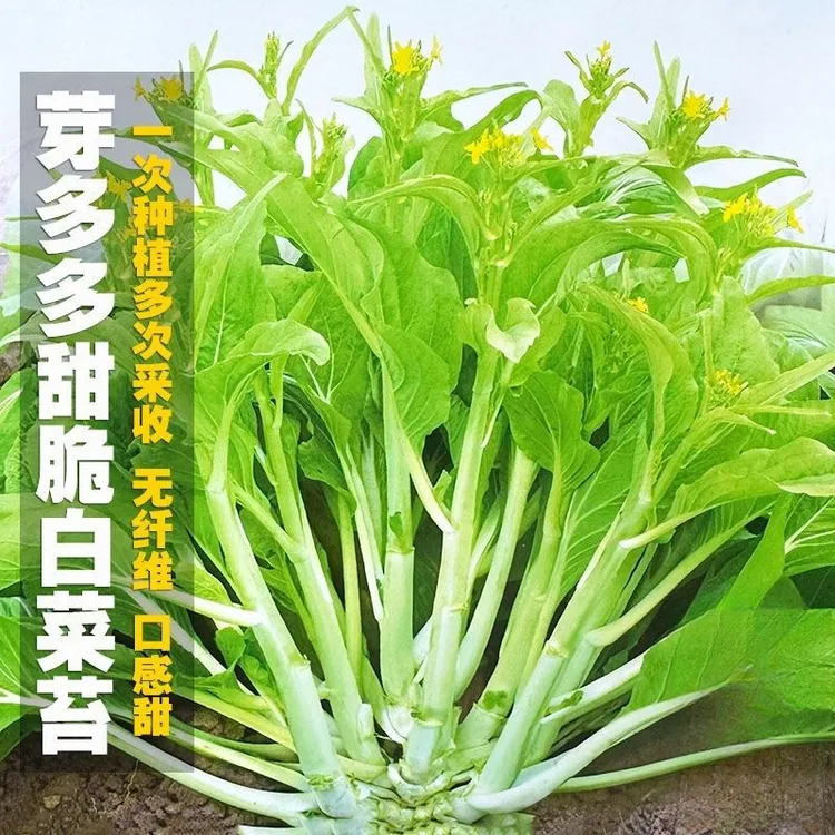 芽多多甜脆白菜苔种子多次采收早熟白菜薹菜心种籽蔬菜种孑子