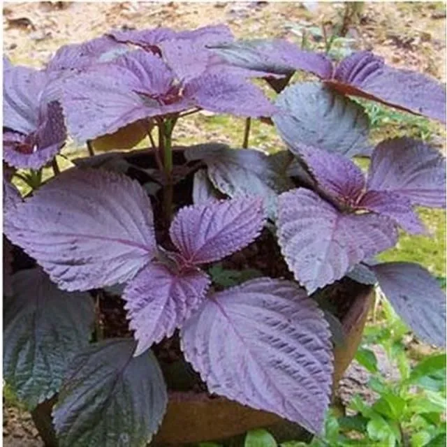 红紫苏种子紫叶苏调味料四季播种菜野菜种易种蔬菜种子