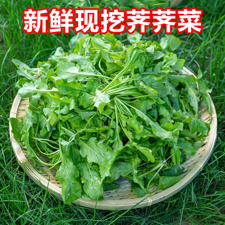 【现挖现发】河南漏天种植荠菜大叶新鲜农家现摘现发荠荠菜耐寒野菜
