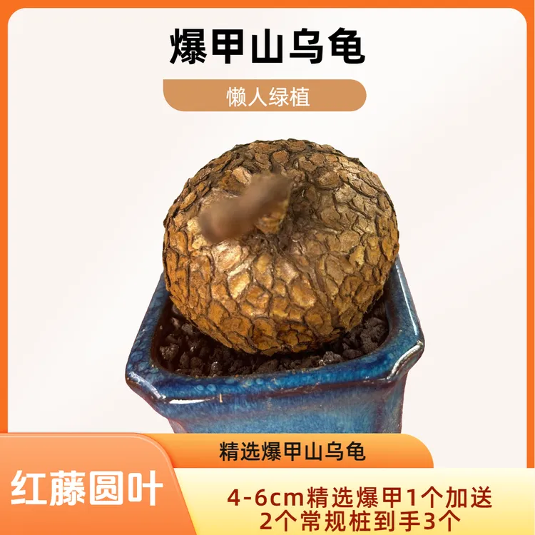 红藤圆叶山乌龟4-6cm爆甲龟1个送2个常规桩到手3个