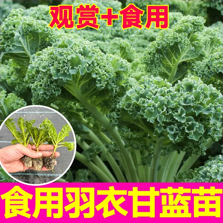 耐寒超级食物羽衣甘蓝苗秧绿粉紫羽叶种子四季盆栽高产营养蔬菜苗