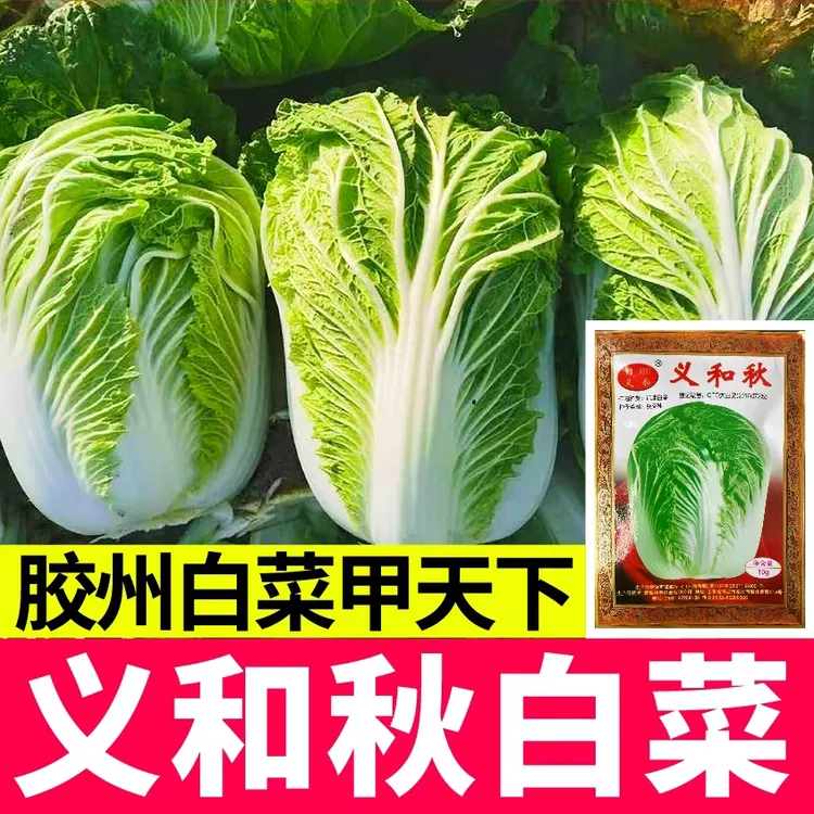 正宗山东胶州大白菜种子 大小/义和秋高产蔬菜冬储秋季