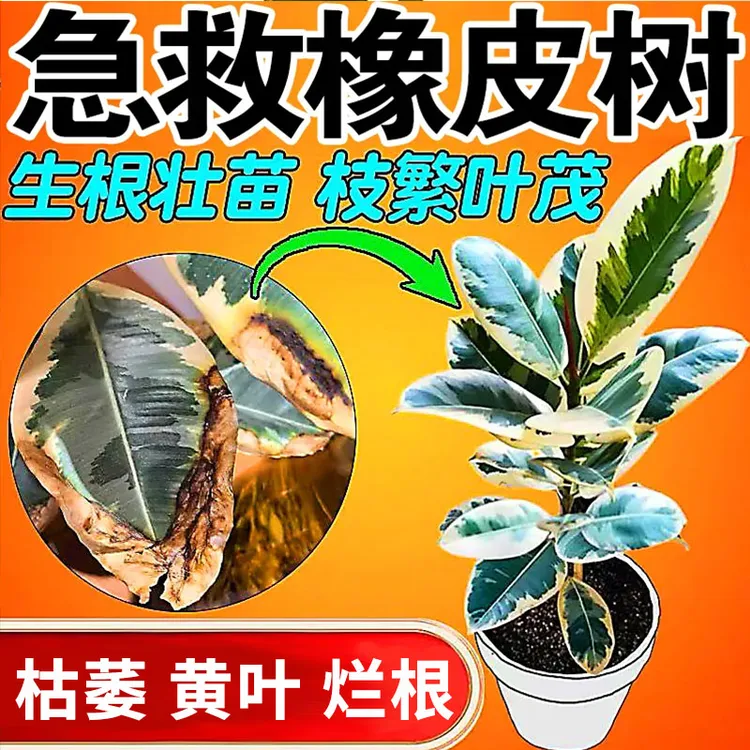 【急救】橡皮树营养液浓缩肥料专用防黄叶下垂落叶补充营养促绿促长