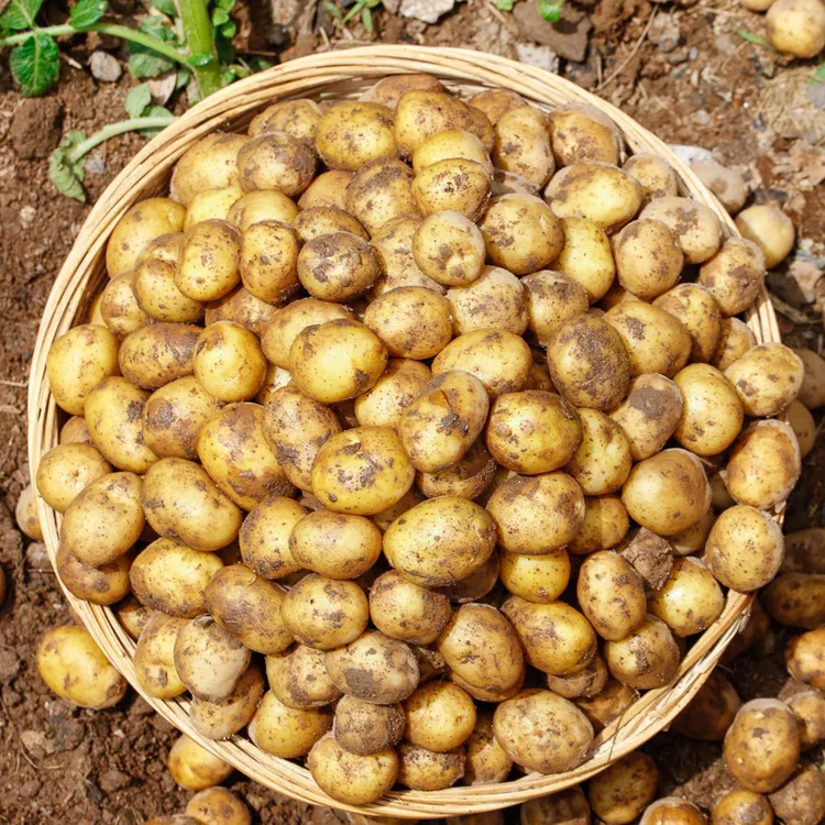 恩施新鲜富硒小土豆农家高山种植皮薄细腻黄心南方小土豆净重发货