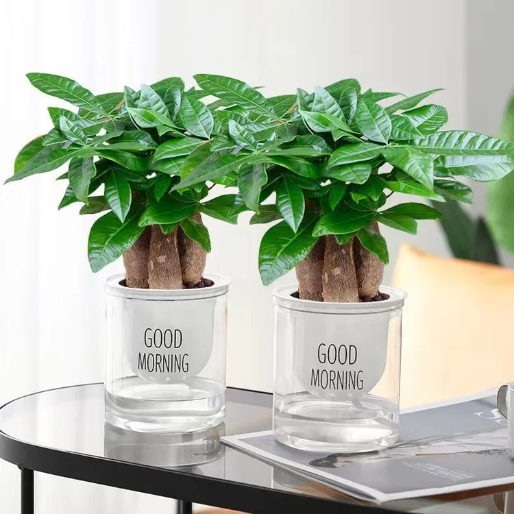 发财树盆栽植物室内办公室好养绿植水培小盆栽客厅阳台四季常青美