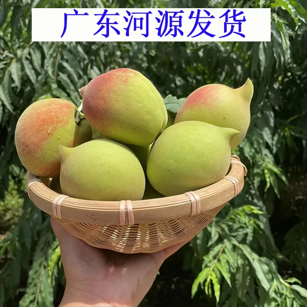 正宗广东连平鹰嘴桃河源特产上坪脆甜桃子新鲜当季水果5/9斤大果