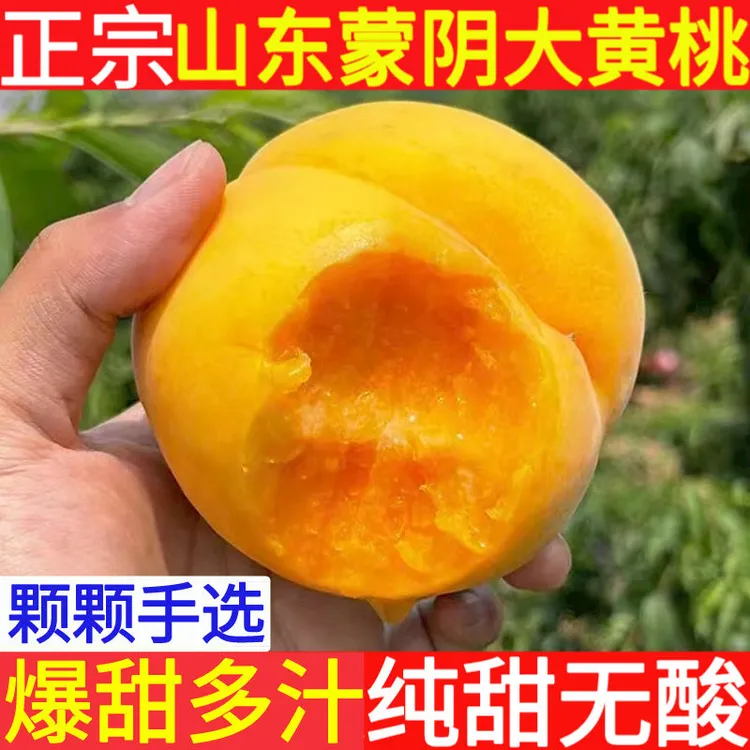 【夏日尝鲜】山东蒙阴大黄桃纯甜黄金蜜桃子黄皮黄肉黄毛桃新鲜水果