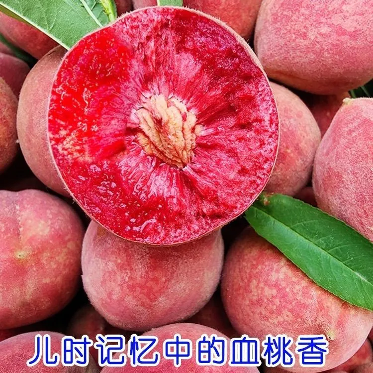 湖北老树血桃老品种胭脂红当季新鲜水果新鲜软糯现采摘果园直发