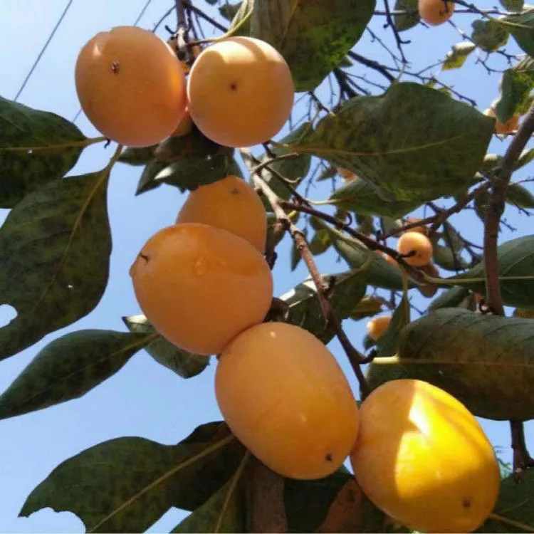 山西运城龙居镇芒果柿子软糯香甜产地直发